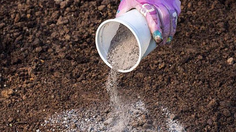 Comment nourrir les concombres avec de la cendre en plein champ et dans une serre, et ce que cela donnera à la future récolte