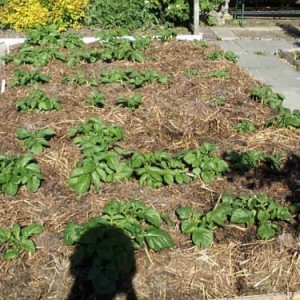 Comment planter et faire pousser des pommes de terre dans le jardin