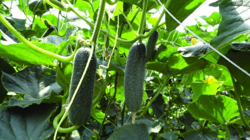 Comment faire pousser l'hybride de concombre hollandais Trilogy F1 pour obtenir une bonne récolte