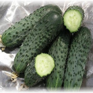 Comment cultiver correctement l'hybride de concombre hollandais Trilogy F1 pour obtenir une bonne récolte