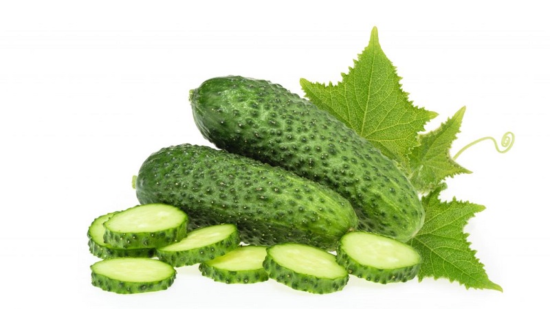 Comment cultiver correctement l'hybride de concombre hollandais Trilogy F1 pour obtenir une bonne récolte