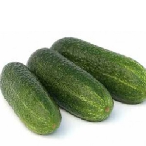 Comment cultiver correctement l'hybride de concombre hollandais Trilogy F1 pour obtenir une bonne récolte