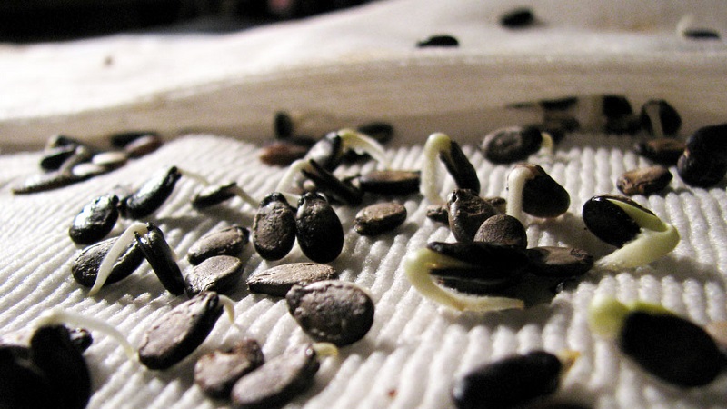 Comment conserver les graines de pastèque pour la plantation à domicile