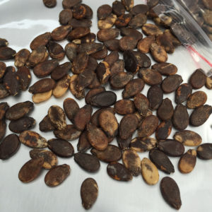 Comment conserver les graines de pastèque pour la plantation à domicile