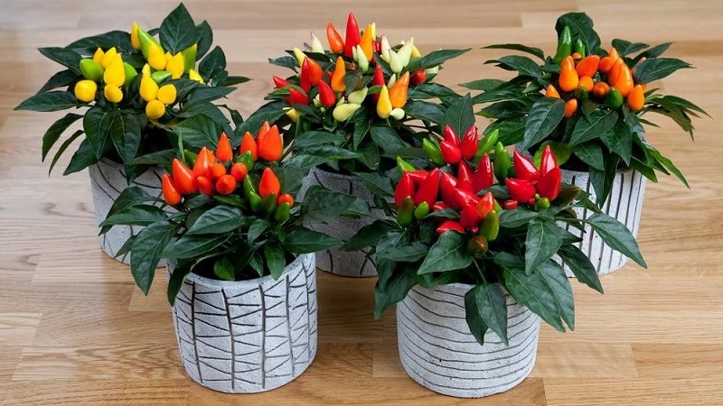 Comment cultiver et entretenir les poivrons ornementaux Capsicum, et peuvent-ils être consommés?