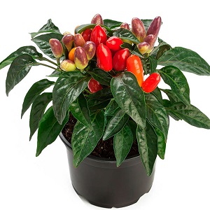 Comment cultiver et entretenir les poivrons ornementaux Capsicum, et peuvent-ils être consommés?