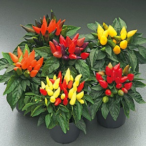 Comment cultiver et entretenir les poivrons ornementaux Capsicum, et peuvent-ils être consommés?