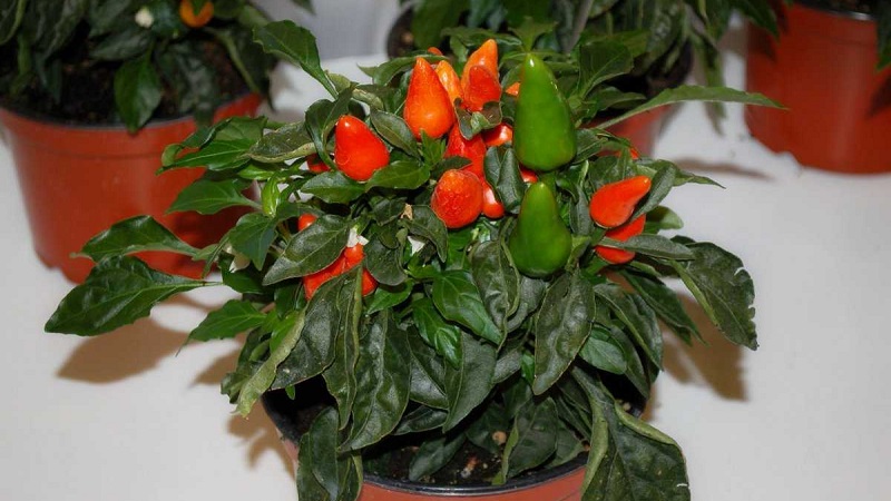 Comment cultiver et entretenir les poivrons ornementaux Capsicum, et peuvent-ils être consommés?