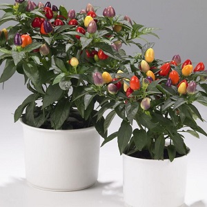 Comment cultiver et entretenir les poivrons ornementaux Capsicum, et peuvent-ils être consommés?