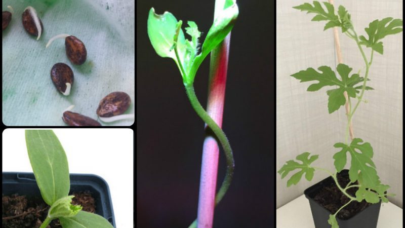 Comment faire pousser une pastèque à la maison à partir d'une pierre: instructions étape par étape