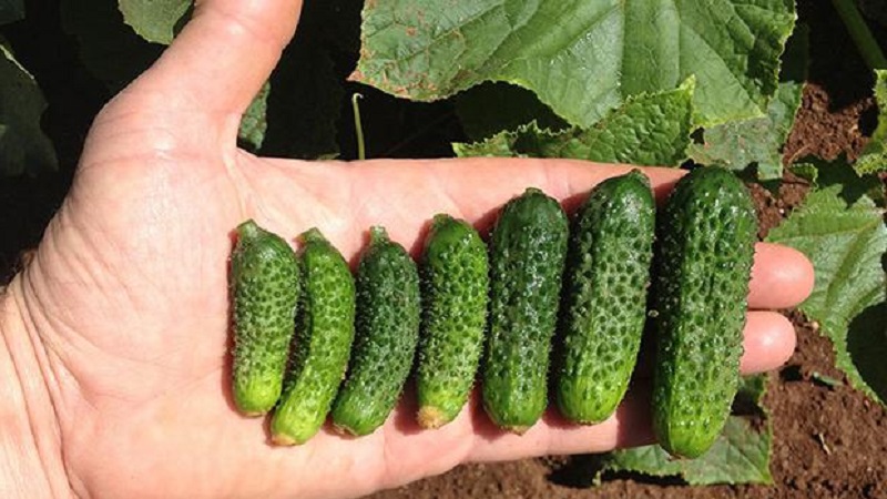 Comment faire pousser des concombres Ekol sur votre site et obtenir une excellente récolte pour une utilisation universelle