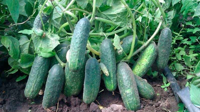 Comment faire pousser des concombres Ekol sur votre site et obtenir une excellente récolte pour une utilisation universelle