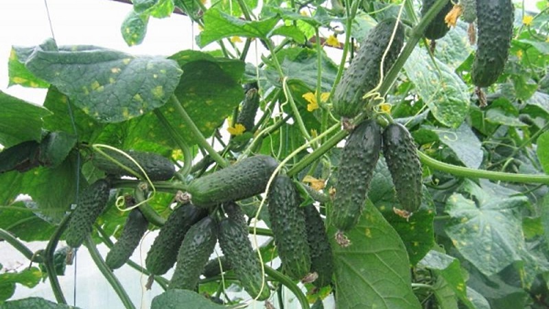 Comment faire pousser des concombres Ekol sur votre site et obtenir une excellente récolte pour une utilisation universelle