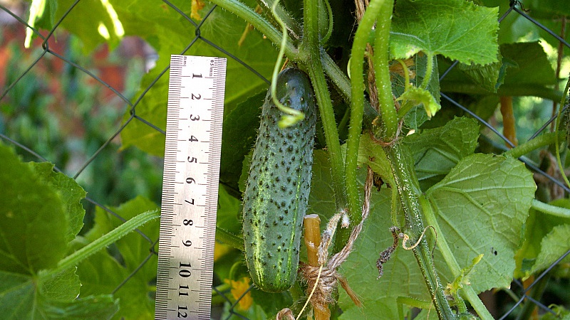 Comment faire pousser des concombres Ekol sur votre site et obtenir une excellente récolte pour une utilisation universelle