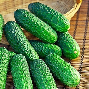 Comment faire pousser des concombres Ekol sur votre site et obtenir une excellente récolte pour une utilisation universelle