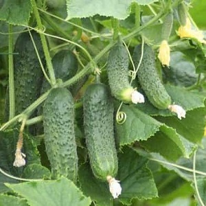 Comment faire pousser des concombres Ekol sur votre site et obtenir une excellente récolte pour une utilisation universelle