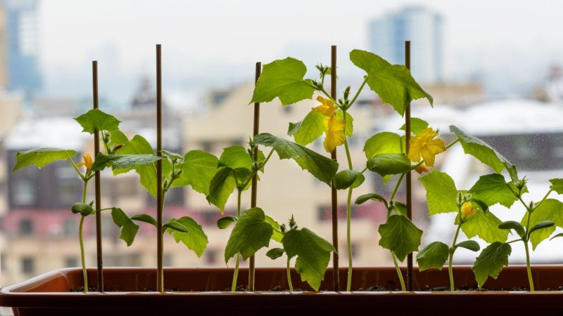 Comment faire pousser des concombres sur un rebord de fenêtre en hiver