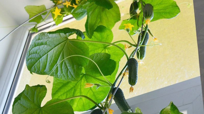 Comment faire pousser des concombres sur un rebord de fenêtre en hiver