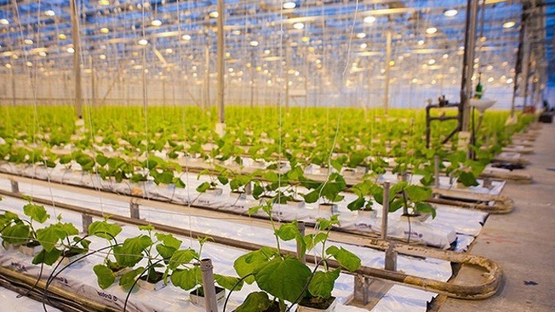 Comment faire pousser des concombres dans une serre en hiver: instructions étape par étape