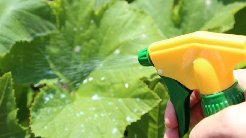 Comment faire pousser des concombres dans une serre en hiver: instructions étape par étape