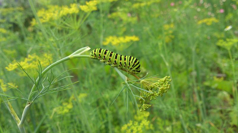 Quels sont les ravageurs de l'aneth: photos et contrôle d'eux, maladies et mesures préventives pour protéger la culture