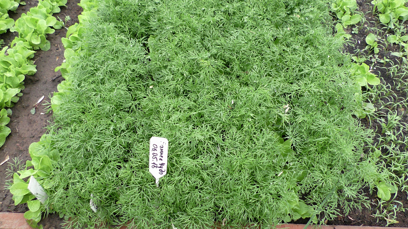 Quels sont les ravageurs de l'aneth: photos et contrôle d'eux, maladies et mesures préventives pour protéger la culture