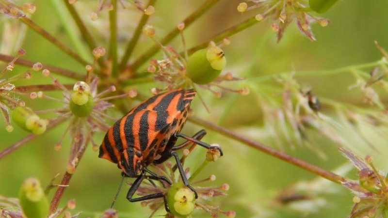 Quels sont les ravageurs de l'aneth: photos et contrôle d'eux, maladies et mesures préventives pour protéger la culture