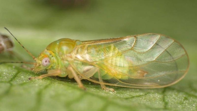 Quels sont les ravageurs de l'aneth: photos et contrôle d'eux, maladies et mesures préventives pour protéger la culture