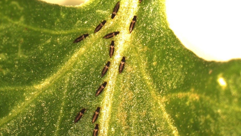 Quels sont les ravageurs de l'aneth: photos et contrôle d'eux, maladies et mesures préventives pour protéger la culture