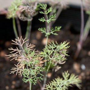 Quels sont les ravageurs de l'aneth: photos et contrôle d'eux, maladies et mesures préventives pour protéger la culture