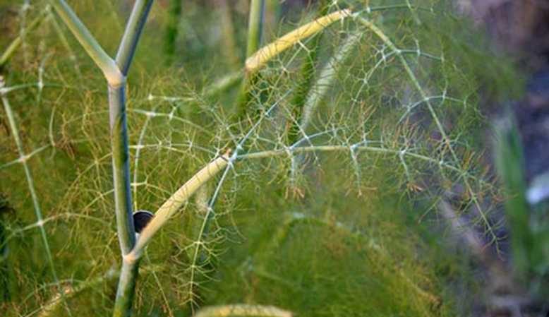 Quels sont les ravageurs de l'aneth: photos et contrôle d'eux, maladies et mesures préventives pour protéger la culture