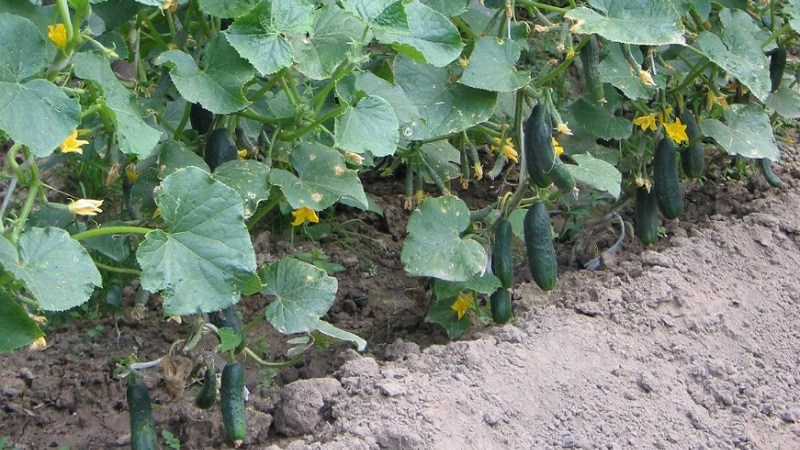 Quel type de sol les concombres aiment-ils et comment le traiter correctement avant et après la plantation