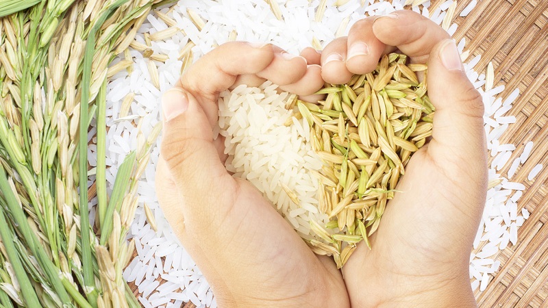 Teneur en calories et BJU de riz cuit