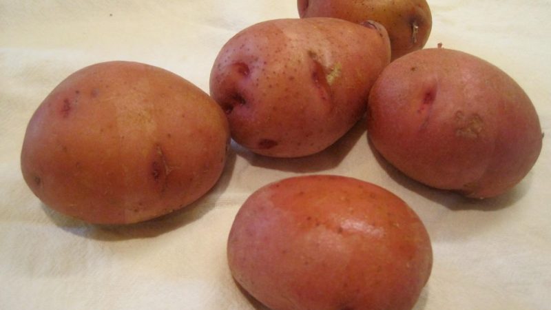 Une variété de pommes de terre de mi-saison sans prétention Irbitsky de sélectionneurs nationaux