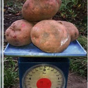 Une variété de pommes de terre de mi-saison sans prétention Irbitsky de sélectionneurs nationaux