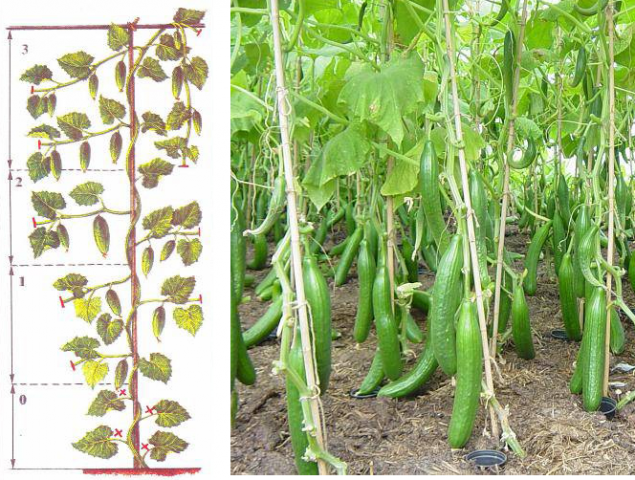 Quelle est la particularité du concombre chinois et comment obtenir une récolte décente?