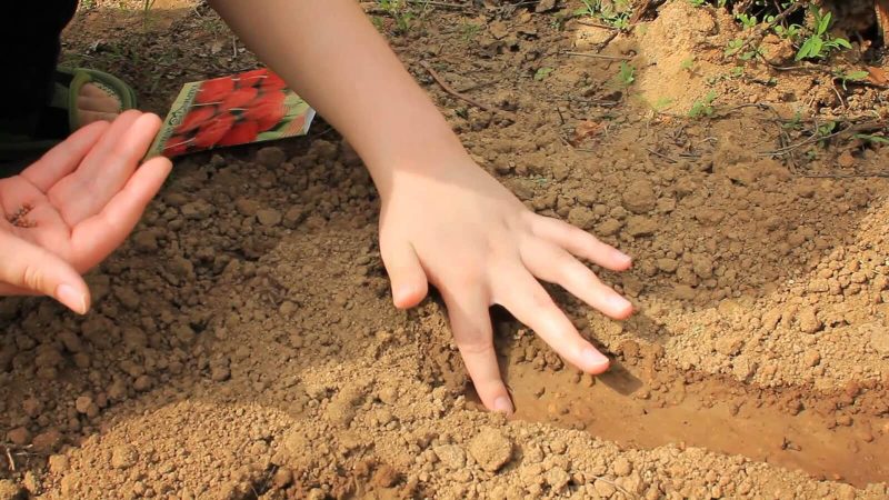 Quand est-il préférable de planter des radis avant l'hiver et est-il possible de faire une bonne récolte