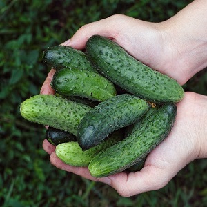 Quand est-il préférable de cueillir des concombres, le matin ou le soir, et de quoi dépendent les caractéristiques de la récolte
