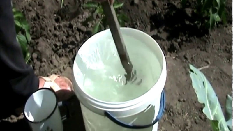 Qu'est-ce que l'asperge blanche et pourquoi est-elle de cette couleur