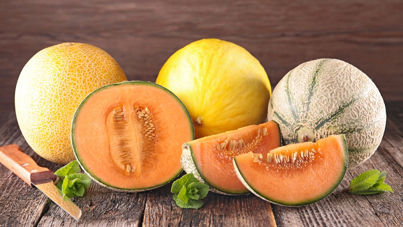 Quand les melons mûrissent et comment déterminer correctement leur maturité