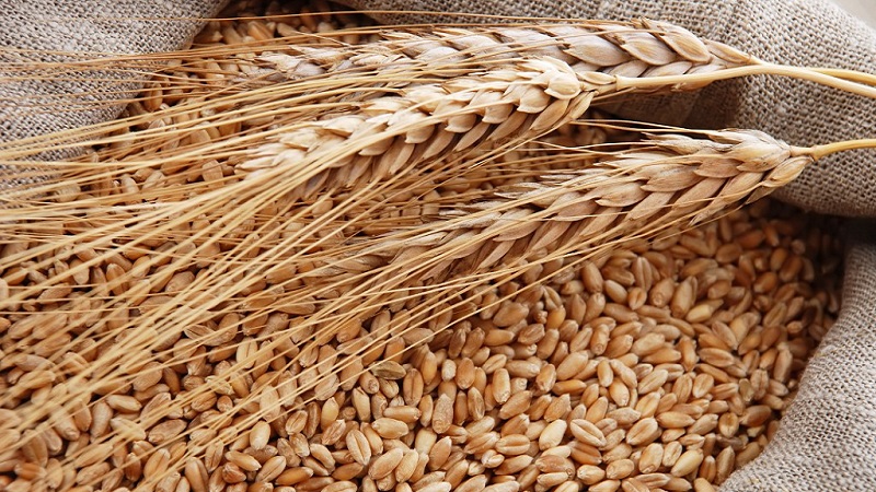 Qui peut être nourri avec de l'orge fourragère