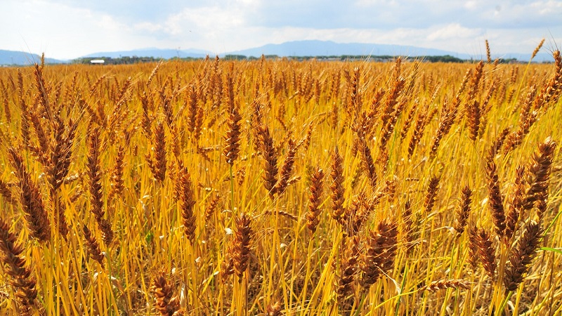 Qui peut être nourri avec de l'orge fourragère