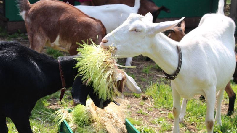 Qui peut être nourri avec de l'orge fourragère