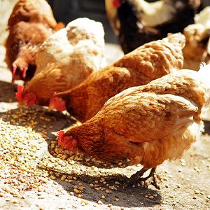 Qui peut être nourri avec de l'orge fourragère