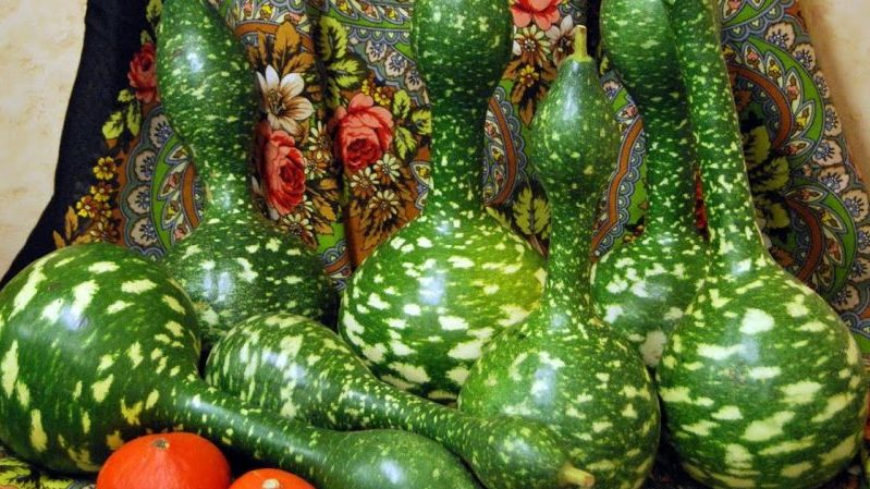 Examen de la variété Lagenarii Goose dans les pommes: ce qui est bon et pourquoi cela vaut-il la peine de le cultiver sur votre site