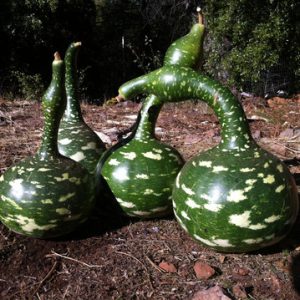 Examen de la variété Lagenarii Goose dans les pommes: ce qui est bon et pourquoi cela vaut-il la peine de le cultiver sur votre site