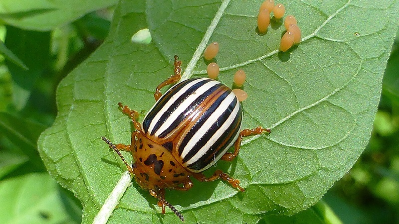 Les feuilles de poivron sont toutes dans des trous: qui mange la récolte et comment lutter contre les ravageurs