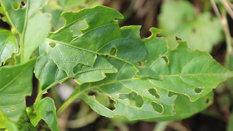 Les feuilles de poivron sont toutes dans des trous: qui mange la récolte et comment lutter contre les ravageurs