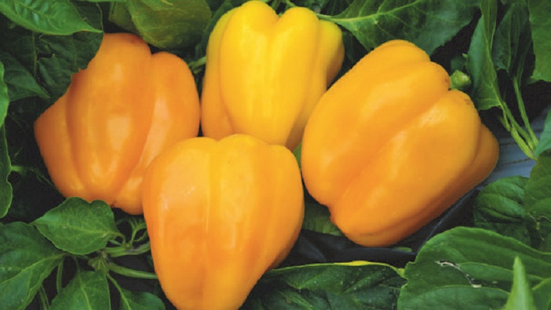 Les meilleurs poivrons doux pour les serres de la région de Moscou
