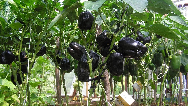 Les meilleurs poivrons doux pour les serres de la région de Moscou